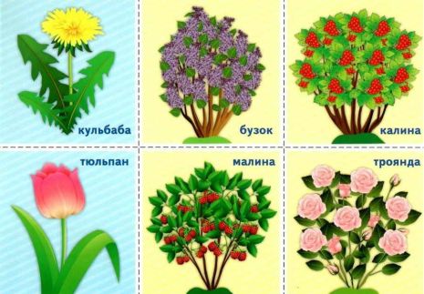 %D0%9A%D0%BE%D0%BC%D0%BF%D0%BB%D0%B5%D0%BA%D1%81+%D0%B4%D0%B8%D0%B4%D0%B0%D0%BA%D1%82%D0%B8%D1%87%D0%BD%D0%B8%D1%85+%D1%96%D0%B3%D0%BE%D1%80+%D0%A1%D0%B2%D1%96%D1%82+%D1%80%D0%BE%D1%81%D0%BB%D0%B8%D0%BD+1-2+%D0%BA%D0%BB%D0%B0%D1%81+%D0%9D%D0%A3%D0%A8+%D0%A0%D0%B0%D0%BD%D0%BE%D0%BA+%D0%9D%D0%BE%D0%B2%D0%B0+%D1%83%D0%BA%D1%80%D0%B0%D1%97%D0%BD%D1%81%D1%8C%D0%BA%D0%B0+%D1%88%D0%BA%D0%BE%D0%BB%D0%B0 - фото 4